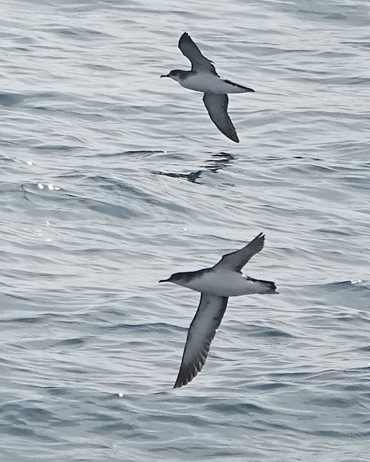 Manx shearwater
